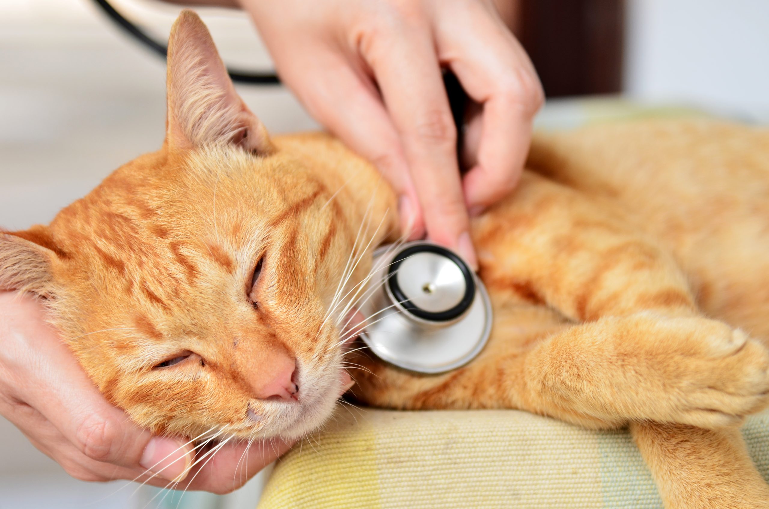 consulta-perro-clinica-collbaix Veterinari controla la respiració d'un gat