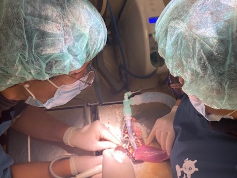 foto perro 4 tercios Un gat és operat durgència