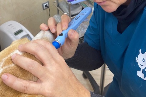 perro veterinaria ojo Imagen de una mano sujetando la pata de un perro
