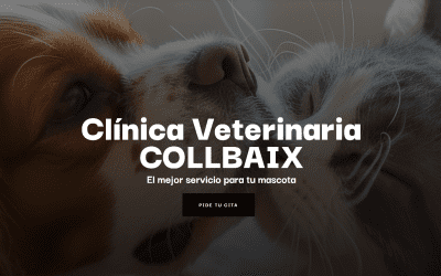 ¡Descubre nuestra nueva web!