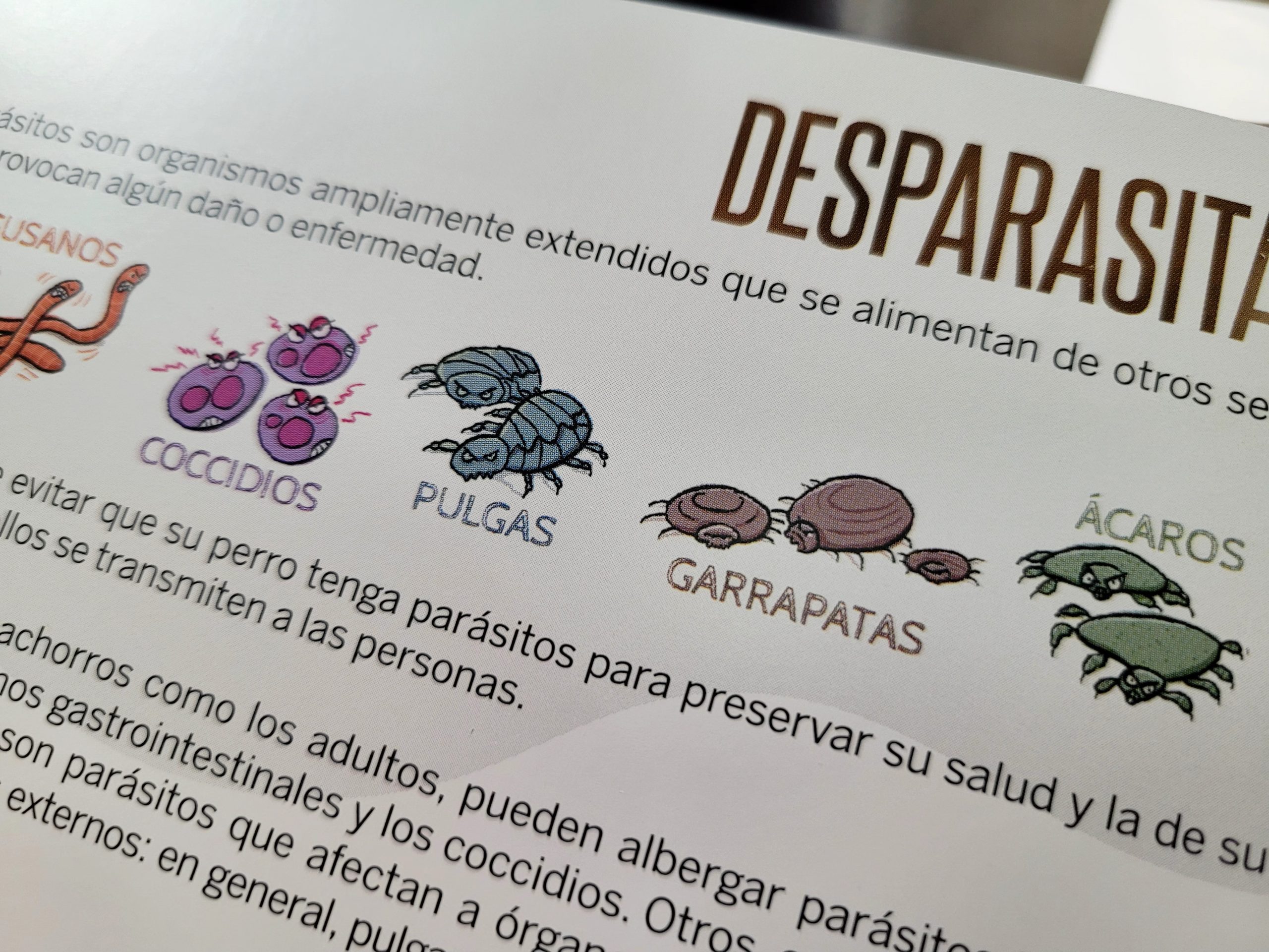 ANTIPARASITARIS Un veterinari aplica a una mascota una pipeta antiparasitària