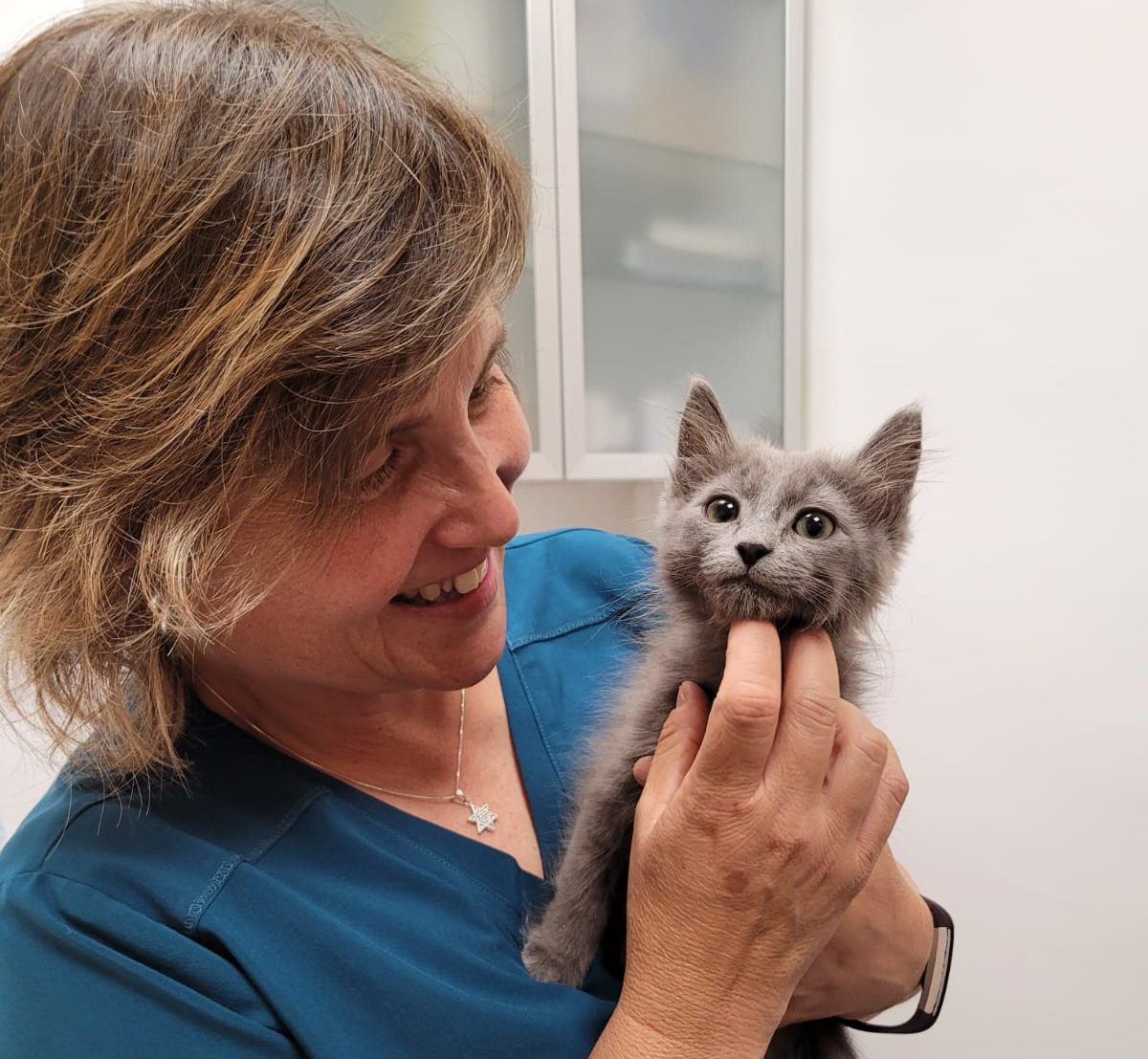 MEDICINA-FELINA Gatets recuperant-se a la Clínica Veterinària Collbaix