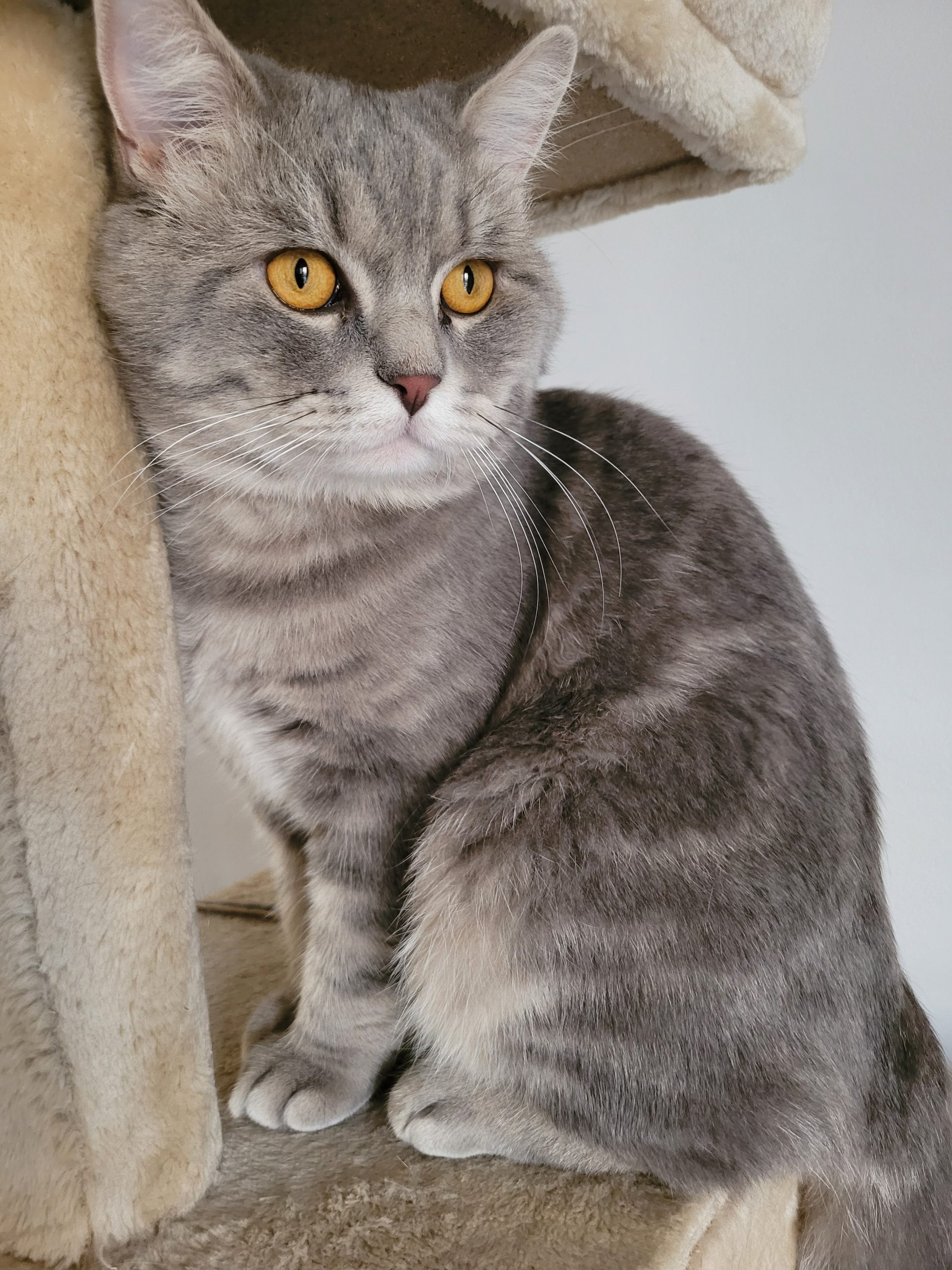 atencion-de-calidad-a-felinos gato en camilla acariciado